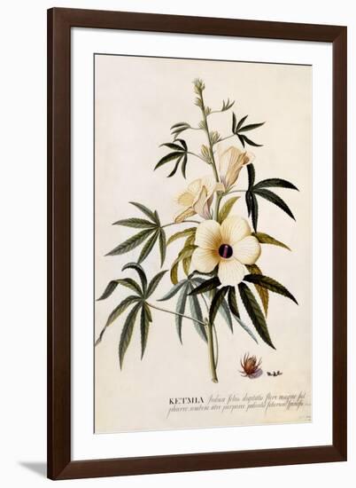 Ketmia, C.1742-Georg Dionysius Ehret-Framed Giclee Print