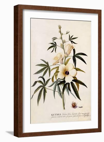 Ketmia, C.1742-Georg Dionysius Ehret-Framed Giclee Print