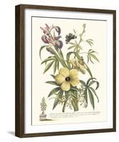 Ketmia, Iris and Alsine-Georg Ehret-Framed Giclee Print