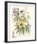 Ketmia, Iris and Alsine-Georg Ehret-Framed Giclee Print