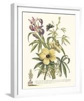 Ketmia, Iris and Alsine-Georg Ehret-Framed Giclee Print