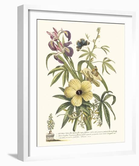 Ketmia, Iris and Alsine-Georg Ehret-Framed Giclee Print