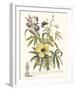 Ketmia, Iris and Alsine-Georg Ehret-Framed Giclee Print