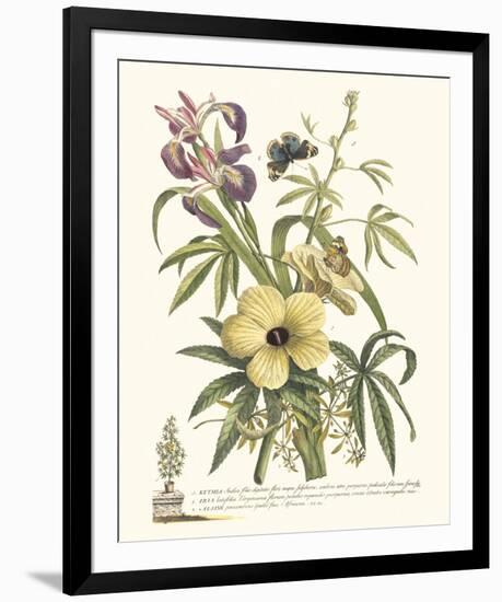 Ketmia, Iris and Alsine-Georg Ehret-Framed Giclee Print