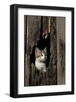 Ketten Peeking Hole In Barn-null-Framed Art Print