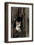 Ketten Peeking Hole In Barn-null-Framed Art Print