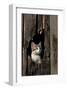 Ketten Peeking Hole In Barn-null-Framed Art Print