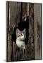 Ketten Peeking Hole In Barn-null-Mounted Art Print