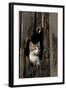 Ketten Peeking Hole In Barn-null-Framed Art Print