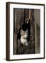 Ketten Peeking Hole In Barn-null-Framed Art Print