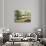 Keukenhof Gardens, Lissa, Netherlands-null-Photographic Print displayed on a wall