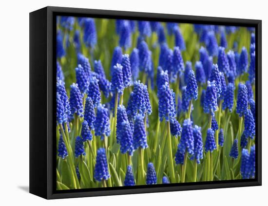 Keukenhof Gardens, Lisse, Holland, Netherlands-Lisa S. Engelbrecht-Framed Stretched Canvas