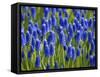 Keukenhof Gardens, Lisse, Holland, Netherlands-Lisa S. Engelbrecht-Framed Stretched Canvas