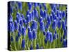 Keukenhof Gardens, Lisse, Holland, Netherlands-Lisa S. Engelbrecht-Stretched Canvas