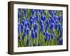 Keukenhof Gardens, Lisse, Holland, Netherlands-Lisa S. Engelbrecht-Framed Photographic Print