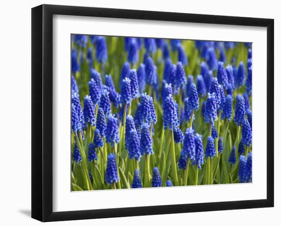 Keukenhof Gardens, Lisse, Holland, Netherlands-Lisa S. Engelbrecht-Framed Photographic Print