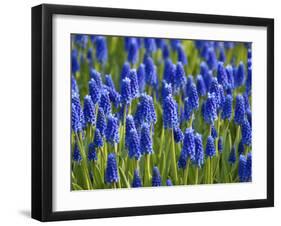 Keukenhof Gardens, Lisse, Holland, Netherlands-Lisa S. Engelbrecht-Framed Photographic Print