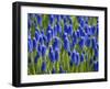 Keukenhof Gardens, Lisse, Holland, Netherlands-Lisa S. Engelbrecht-Framed Photographic Print