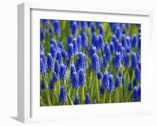 Keukenhof Gardens, Lisse, Holland, Netherlands-Lisa S. Engelbrecht-Framed Photographic Print