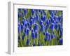 Keukenhof Gardens, Lisse, Holland, Netherlands-Lisa S. Engelbrecht-Framed Photographic Print