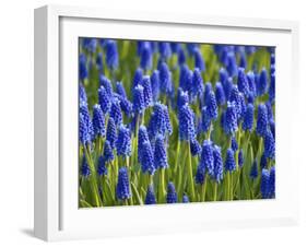 Keukenhof Gardens, Lisse, Holland, Netherlands-Lisa S. Engelbrecht-Framed Photographic Print