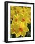 Keukenhof Gardens, Lisse, Holland, Netherlands-Lisa S. Engelbrecht-Framed Photographic Print