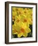 Keukenhof Gardens, Lisse, Holland, Netherlands-Lisa S. Engelbrecht-Framed Photographic Print