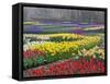 Keukenhof Gardens, Lisse, Netherlands, Holland-Adam Jones-Framed Stretched Canvas