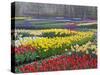 Keukenhof Gardens, Lisse, Netherlands, Holland-Adam Jones-Stretched Canvas