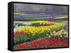 Keukenhof Gardens, Lisse, Netherlands, Holland-Adam Jones-Framed Stretched Canvas