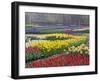 Keukenhof Gardens, Lisse, Netherlands, Holland-Adam Jones-Framed Photographic Print