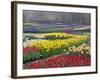 Keukenhof Gardens, Lisse, Netherlands, Holland-Adam Jones-Framed Photographic Print