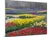 Keukenhof Gardens, Lisse, Netherlands, Holland-Adam Jones-Mounted Photographic Print