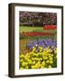 Keukenhof Gardens, Lisse, Netherlands, Holland-Adam Jones-Framed Photographic Print