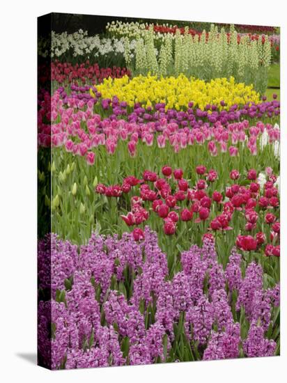 Keukenhof Gardens, Lisse, Netherlands, Holland-Adam Jones-Stretched Canvas