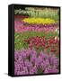 Keukenhof Gardens, Lisse, Netherlands, Holland-Adam Jones-Framed Stretched Canvas