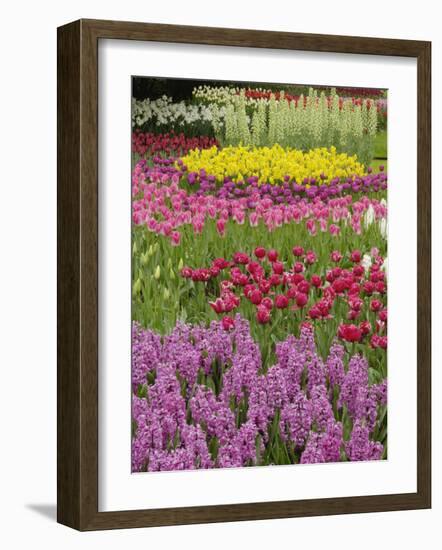 Keukenhof Gardens, Lisse, Netherlands, Holland-Adam Jones-Framed Photographic Print