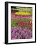 Keukenhof Gardens, Lisse, Netherlands, Holland-Adam Jones-Framed Photographic Print