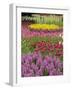 Keukenhof Gardens, Lisse, Netherlands, Holland-Adam Jones-Framed Photographic Print