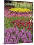 Keukenhof Gardens, Lisse, Netherlands, Holland-Adam Jones-Mounted Photographic Print