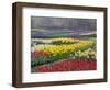 Keukenhof Gardens, Lisse, Netherlands, Holland-Adam Jones-Framed Photographic Print