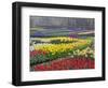 Keukenhof Gardens, Lisse, Netherlands, Holland-Adam Jones-Framed Photographic Print