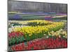 Keukenhof Gardens, Lisse, Netherlands, Holland-Adam Jones-Mounted Photographic Print