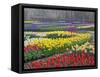 Keukenhof Gardens, Lisse, Netherlands, Holland-Adam Jones-Framed Stretched Canvas