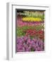 Keukenhof Gardens, Lisse, Netherlands, Holland-Adam Jones-Framed Premium Photographic Print