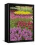 Keukenhof Gardens, Lisse, Netherlands, Holland-Adam Jones-Framed Stretched Canvas