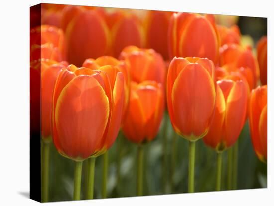 Keukenhof Gardens, Lisse, Netherlands-Cindy Miller Hopkins-Stretched Canvas