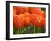 Keukenhof Gardens, Lisse, Netherlands-Cindy Miller Hopkins-Framed Photographic Print