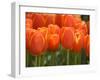 Keukenhof Gardens, Lisse, Netherlands-Cindy Miller Hopkins-Framed Photographic Print