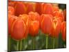 Keukenhof Gardens, Lisse, Netherlands-Cindy Miller Hopkins-Mounted Photographic Print